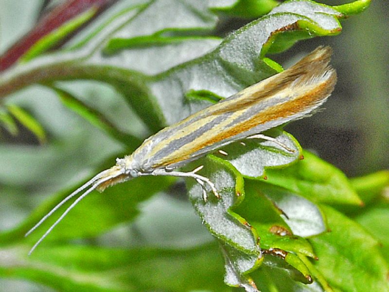 Un Crambidae?   No, un Coleophoridae: Coleophora sp.